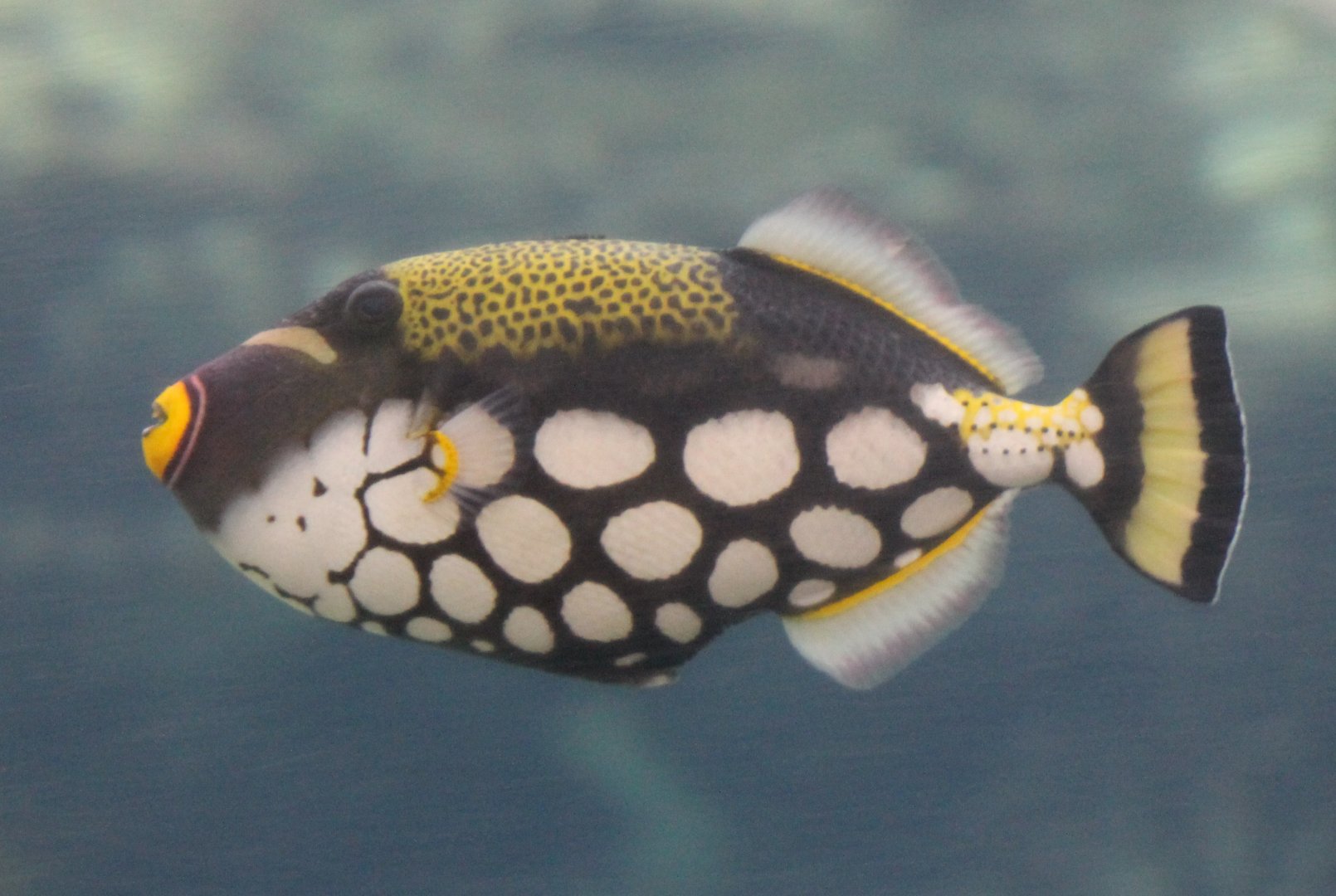 Leopard triggerfish - Balistoides conspicillum