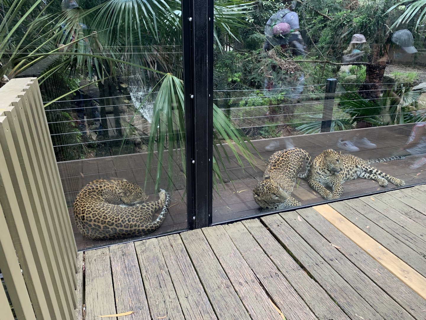 Leopard Viewing Area