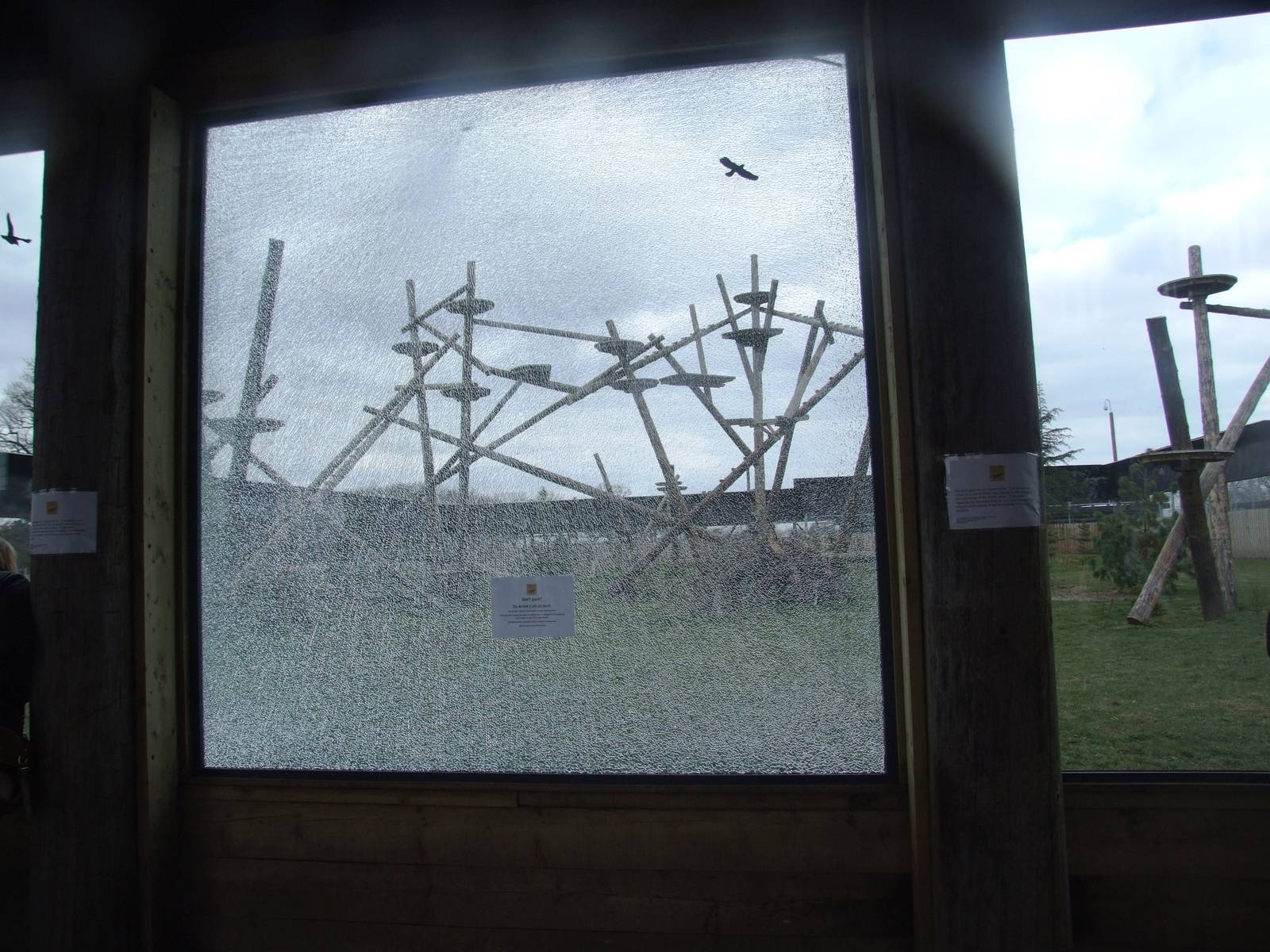 Leopard Viewing at Yorkshire WP, 01/04/13