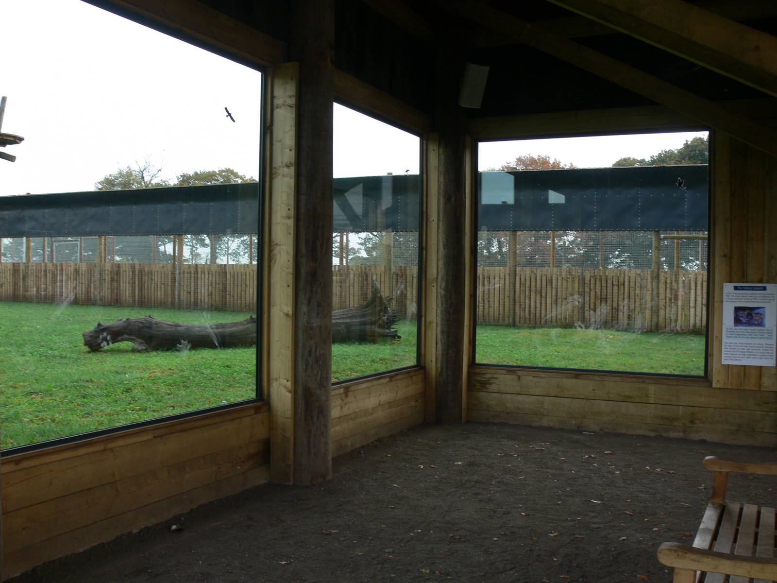 Leopard viewing at Yorkshire WP 01/11/12