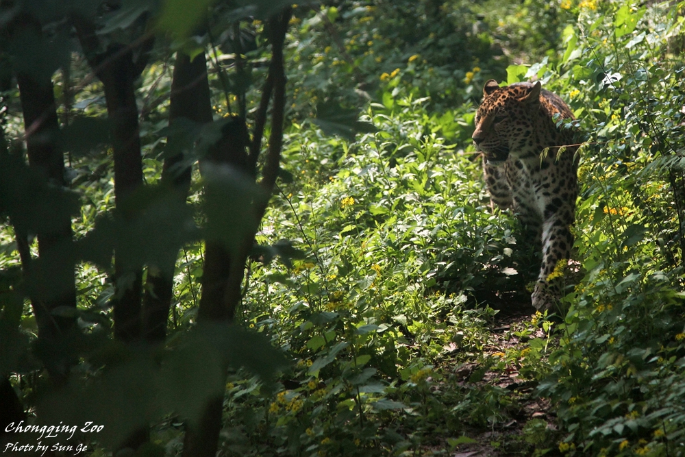 Leopard walking along the trail