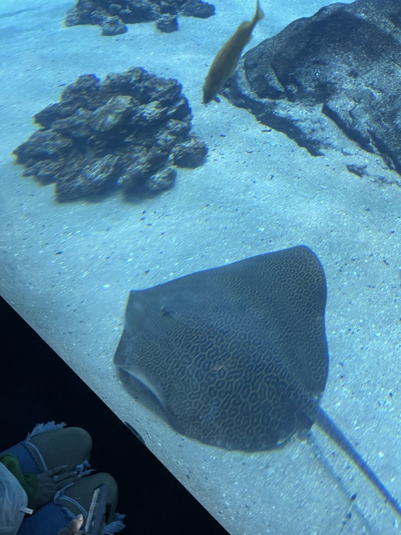 Leopard whipray (Himantura leoparda) in Ocean Voyager