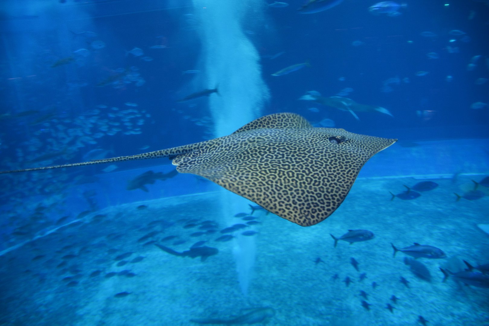 Leopard whipray (Himantura leoparda)