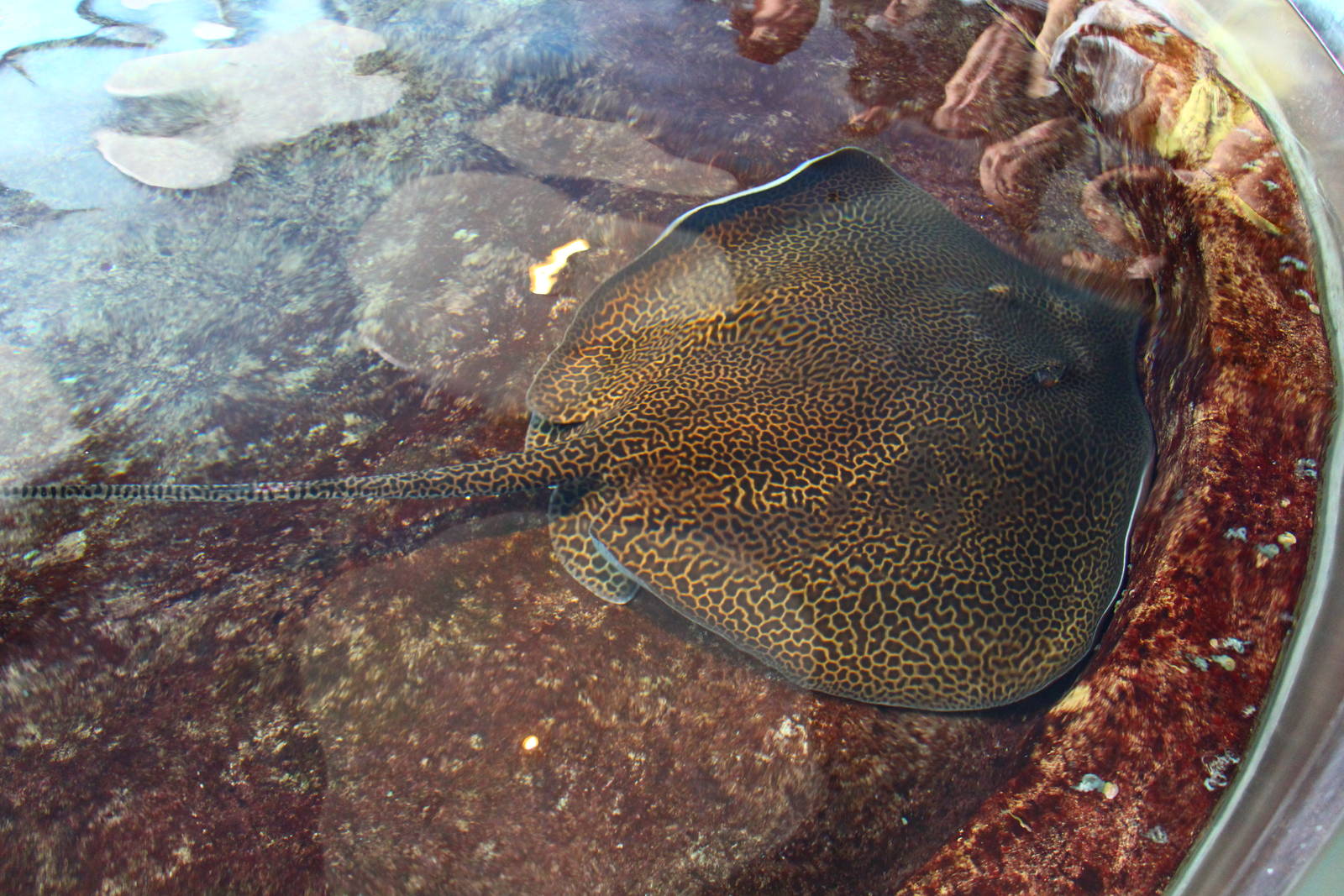 Leopard Whipray in Stingray Touch Pool