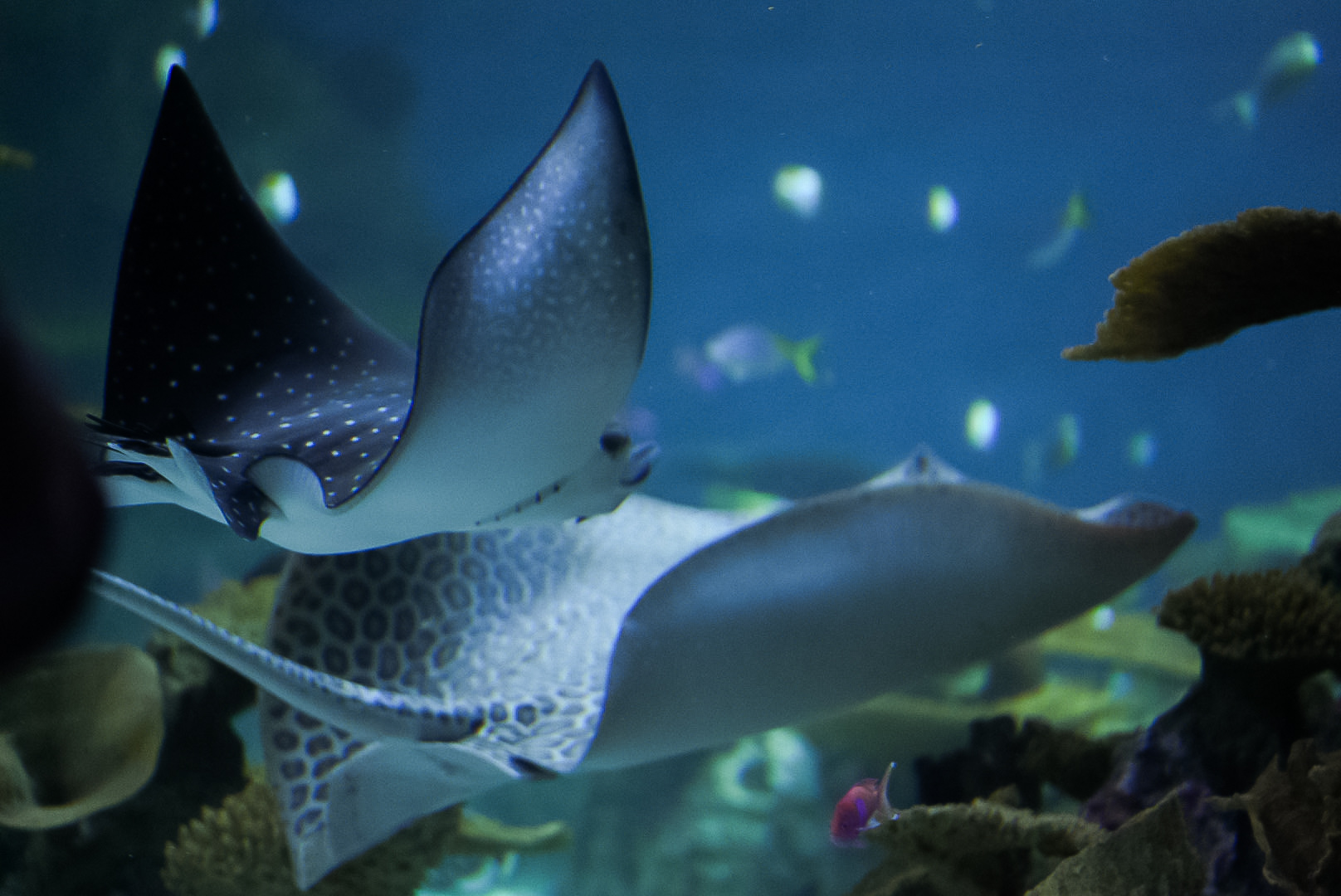 Leopard Whipray & Ocellated Eagle Ray