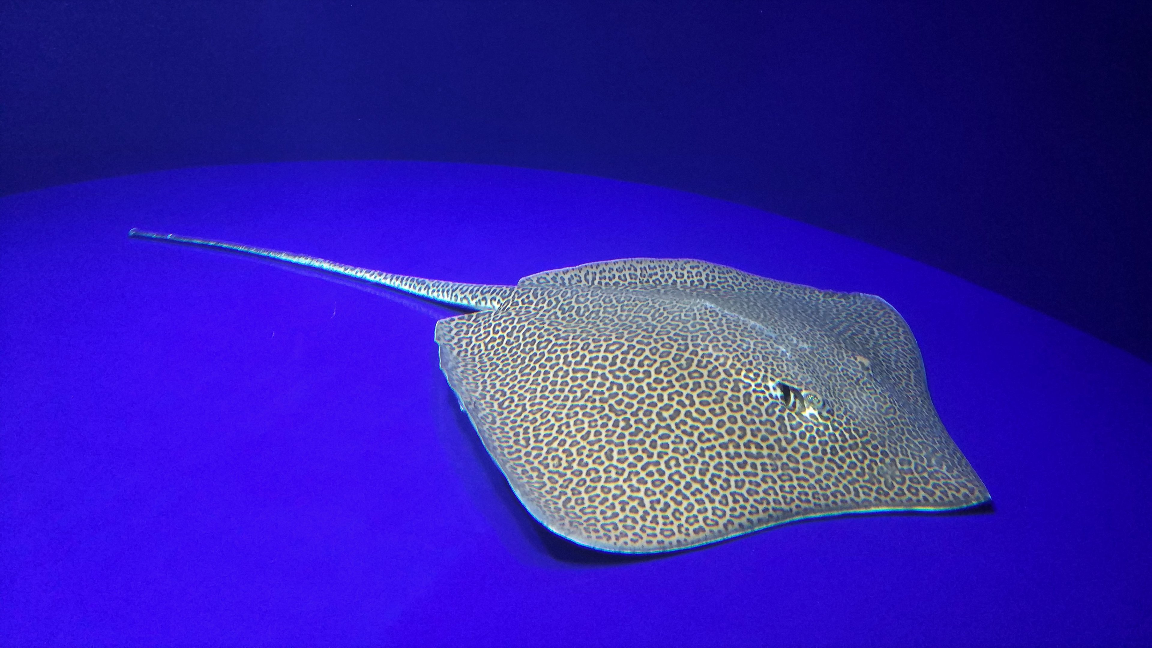 Leopard Whipray