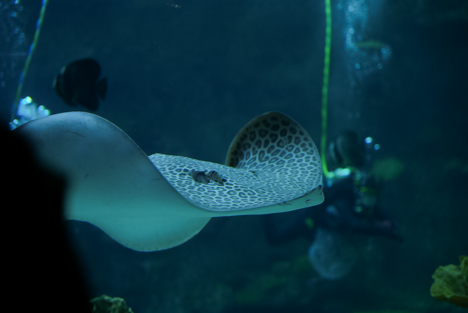 Leopard Whipray