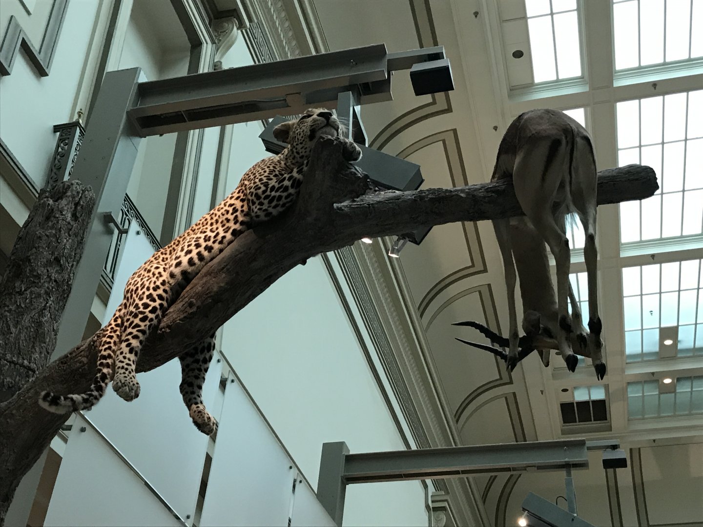 Leopard with Gazelle
