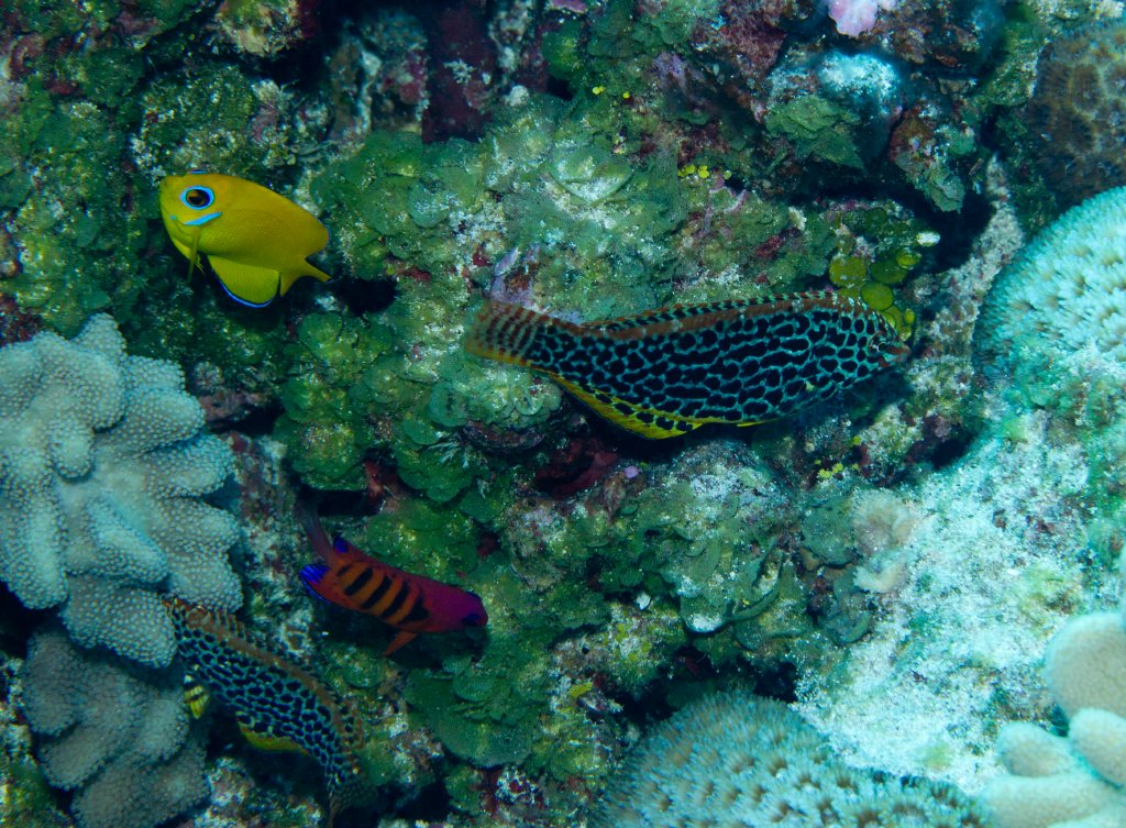 Leopard Wrasse IP, Lemonpeel Angelfish and Flame Angelfish