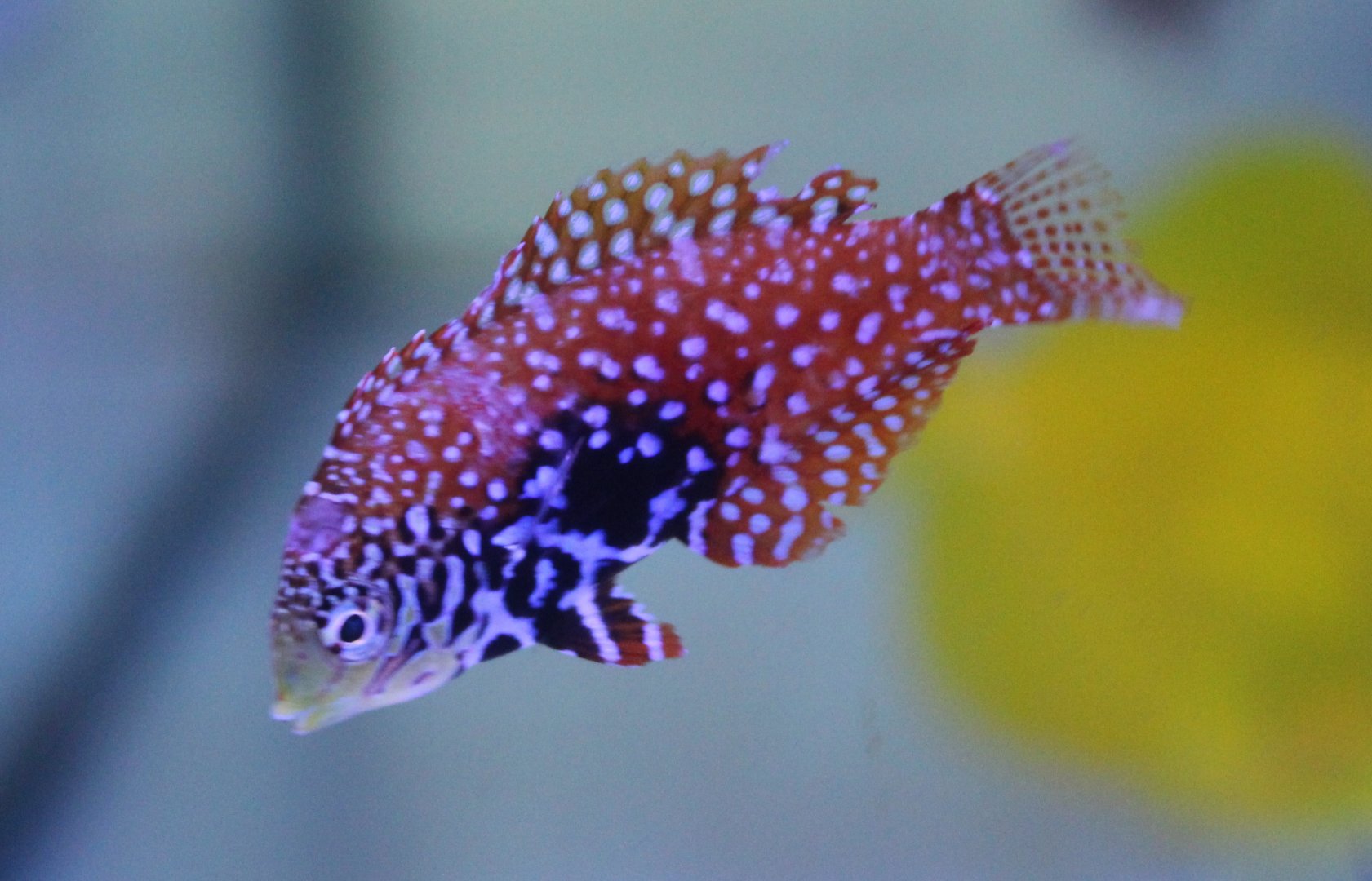 Leopard wrasse - Macropharyngodon bipartitus