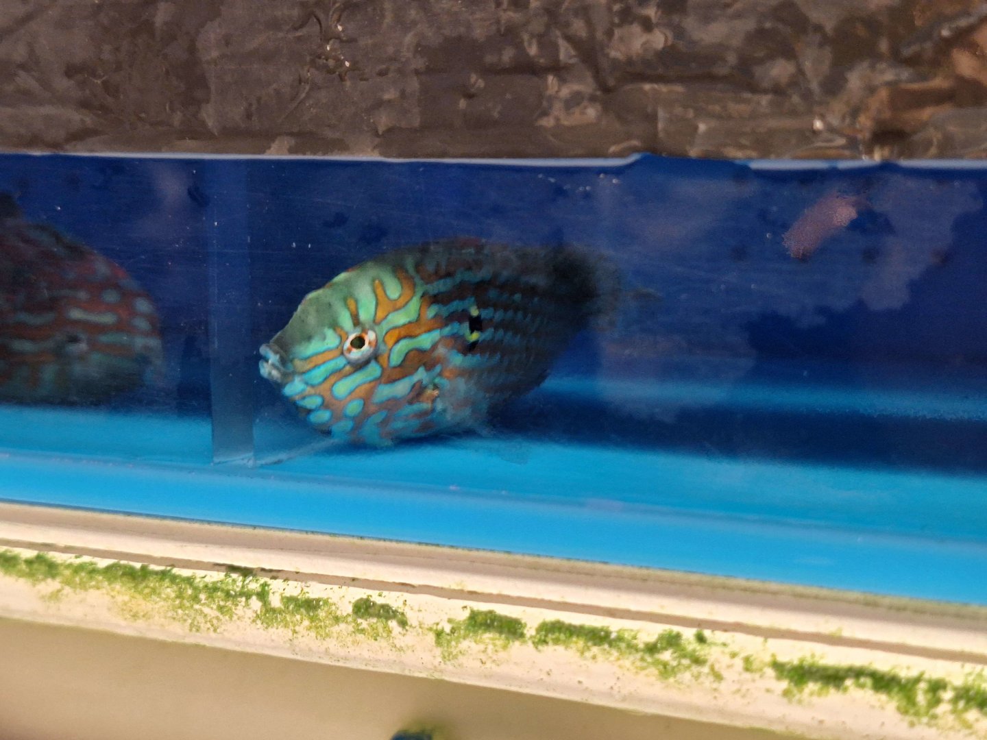 Leopard Wrasse (Macropharyngodon meleagris)