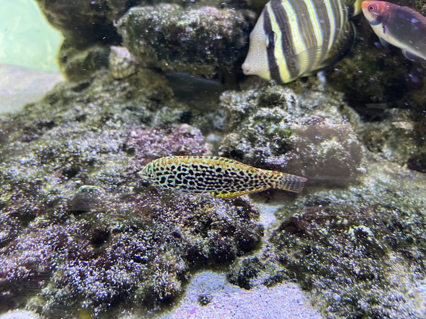 leopard wrasse (macropharyngodon meleagris)