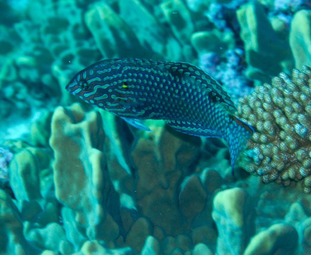 Leopard Wrasse TP (Macropharyngodon meleagris)