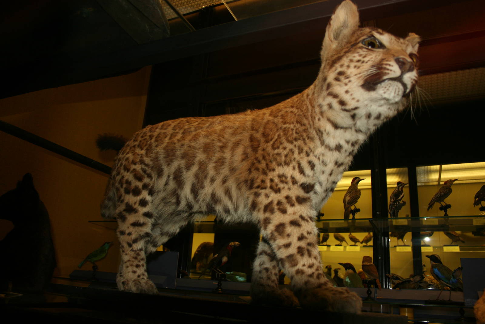 Leopard x Puma hybrid; Tring Zoological Museum; 21st March 2010