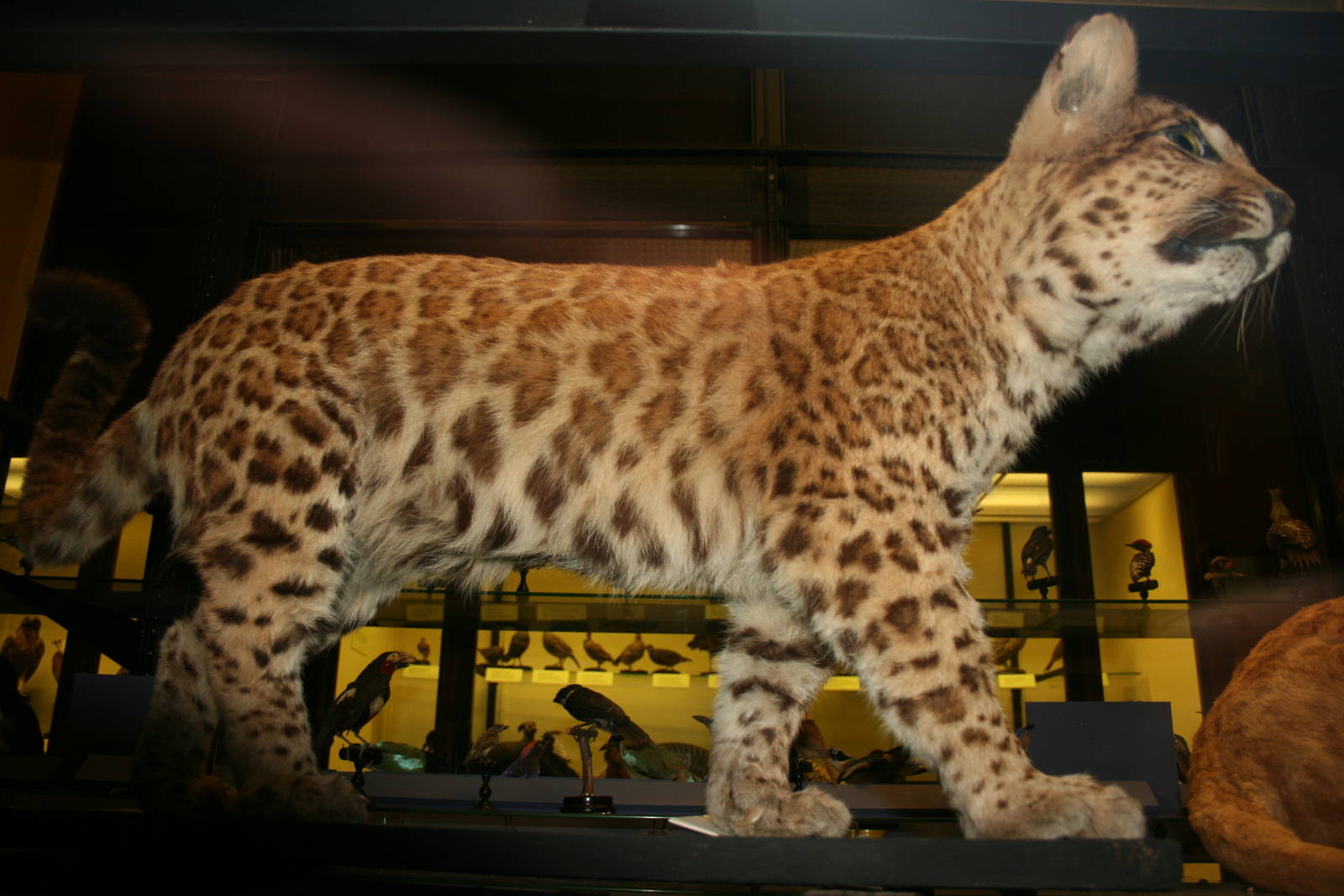 Leopard x Puma hybrid; Tring Zoological Museum; 21st March 2010