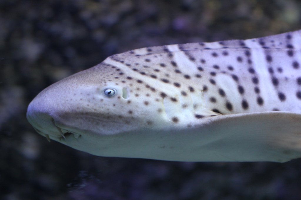 Leopard (Zebra) Shark