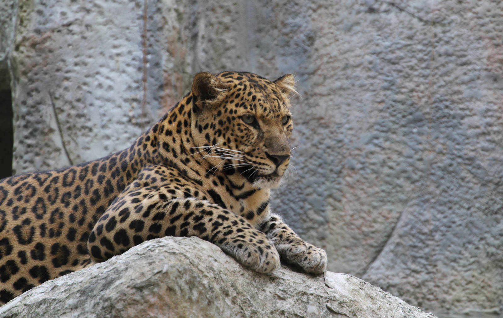Leopard