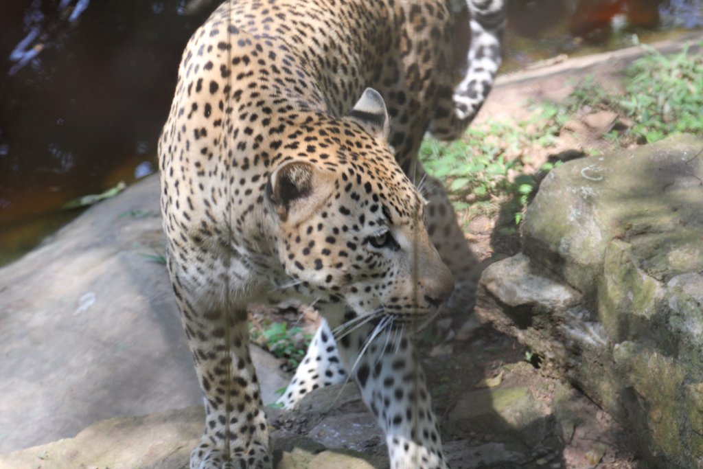 Leopard