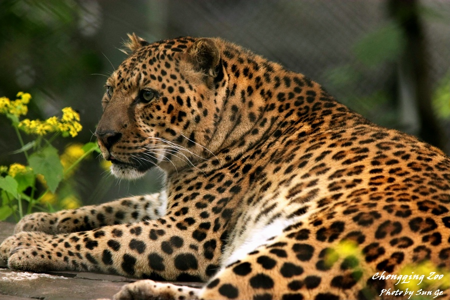 Leopard