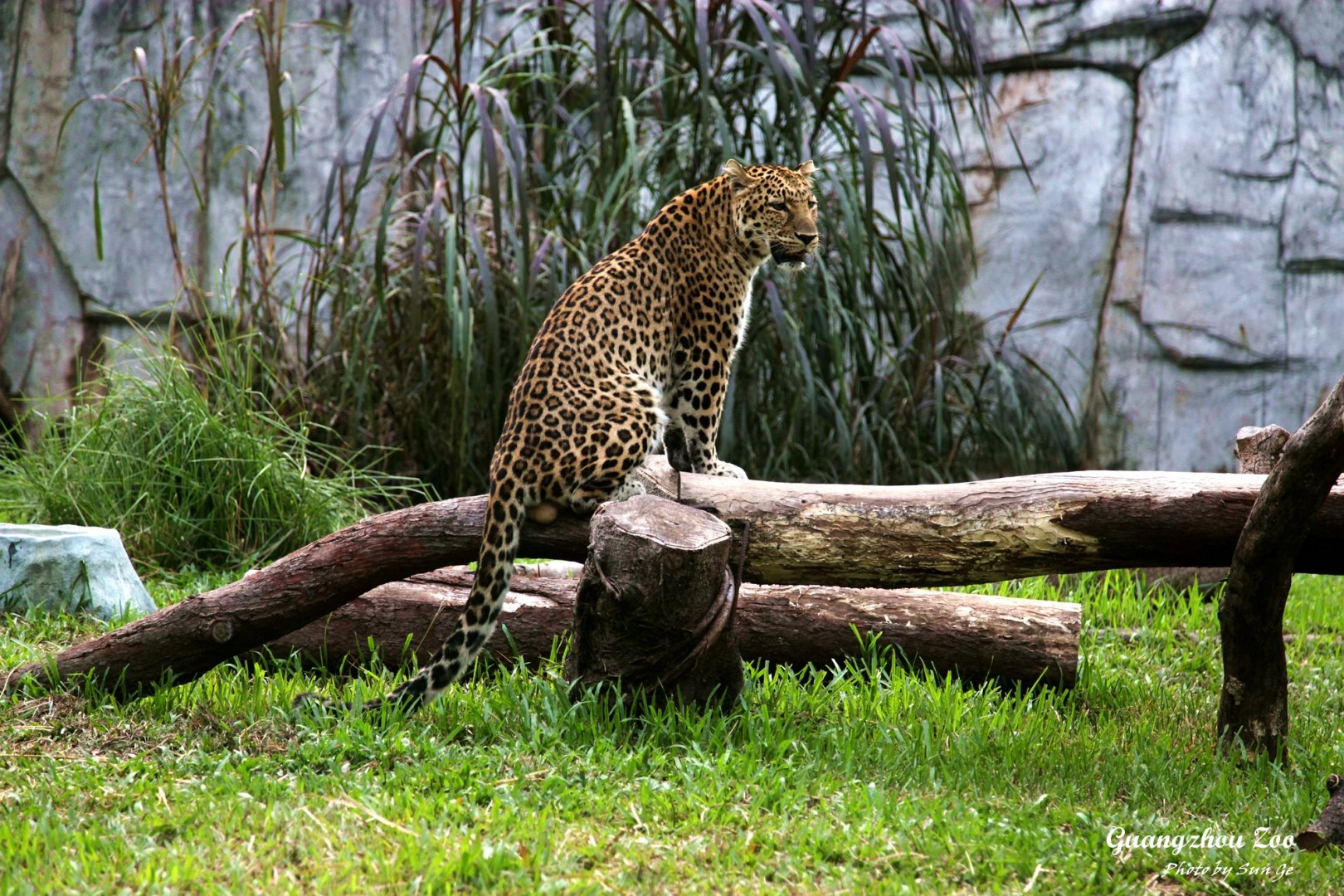 Leopard