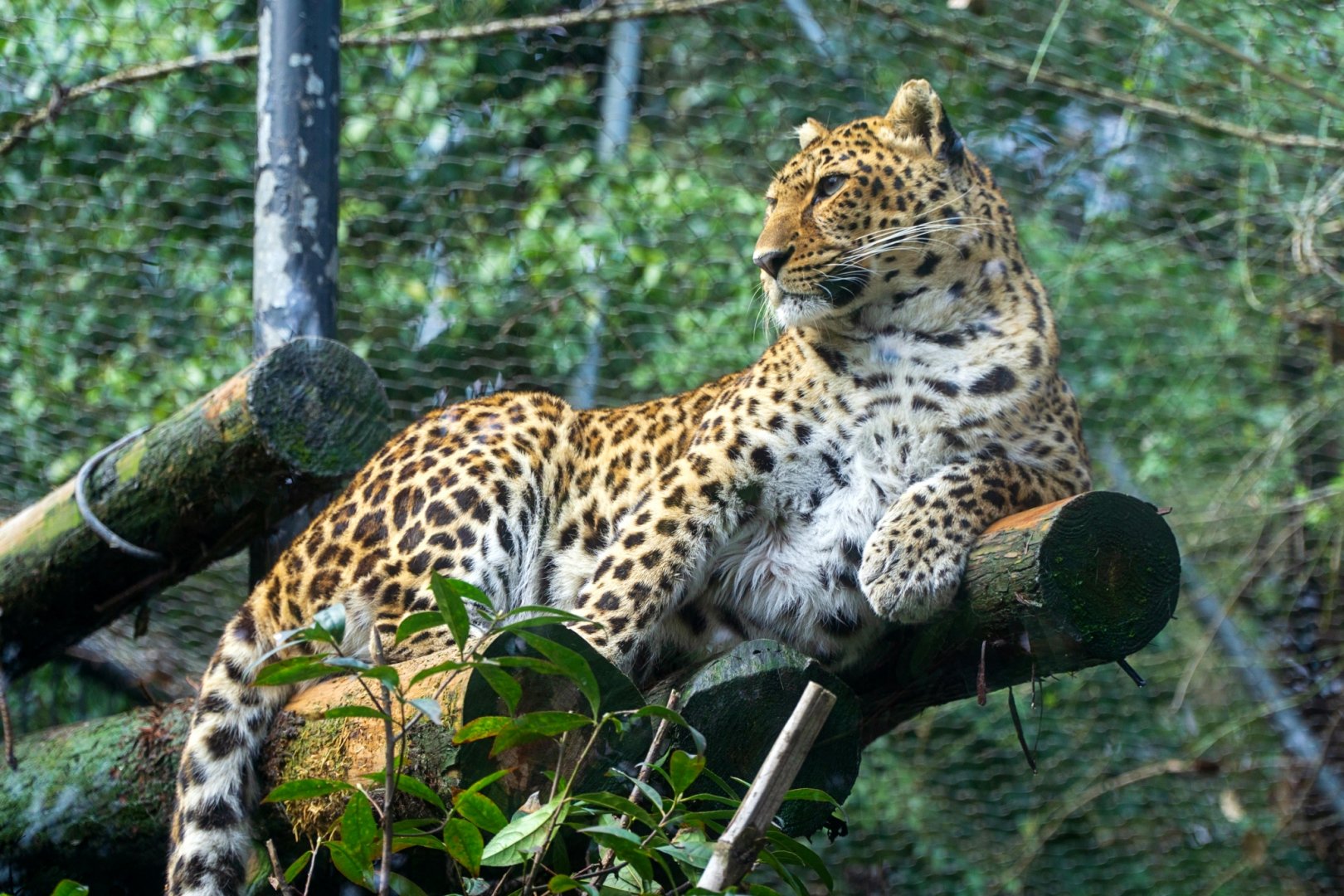 Leopard