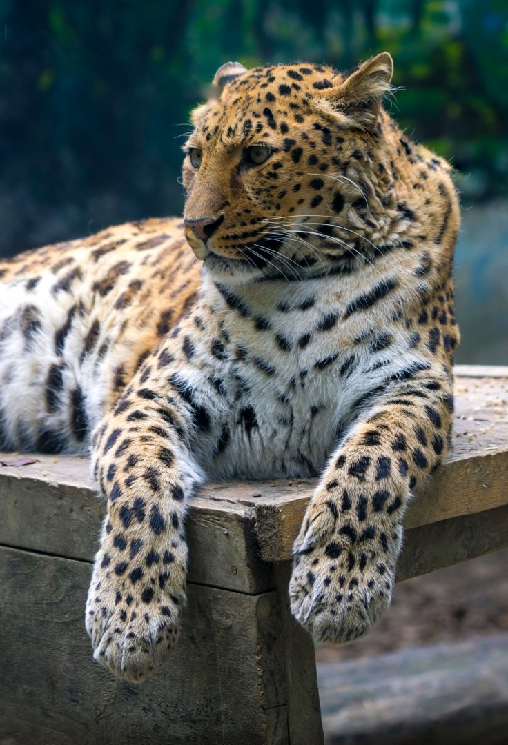 Leopard