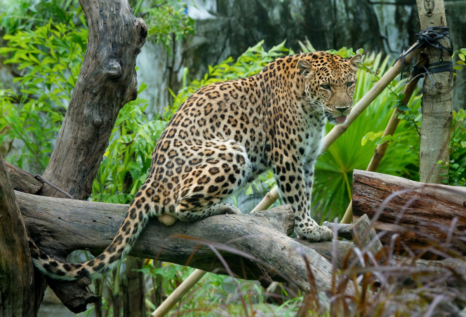 Leopard