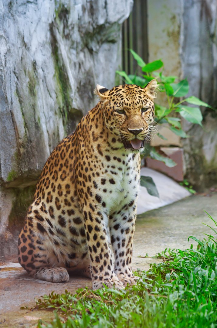 Leopard