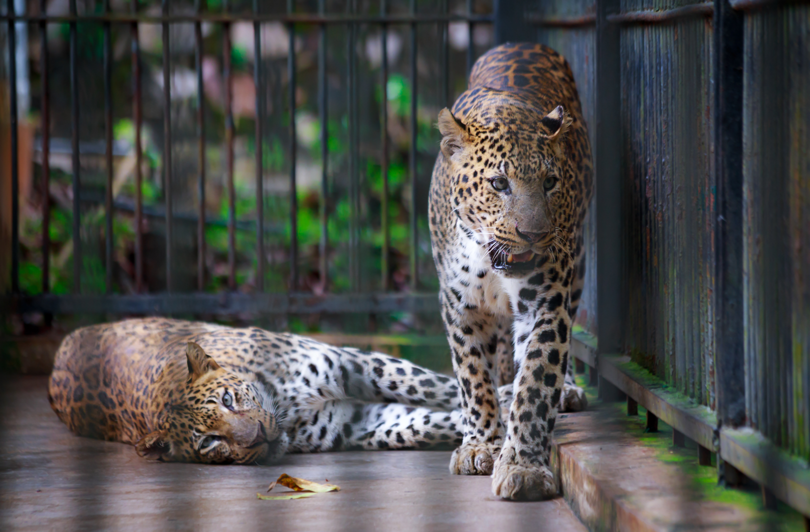 Leopard