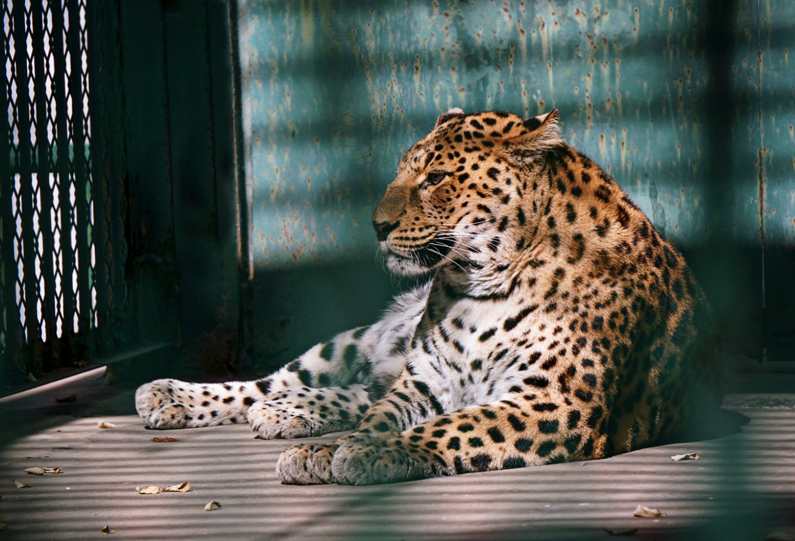 Leopard