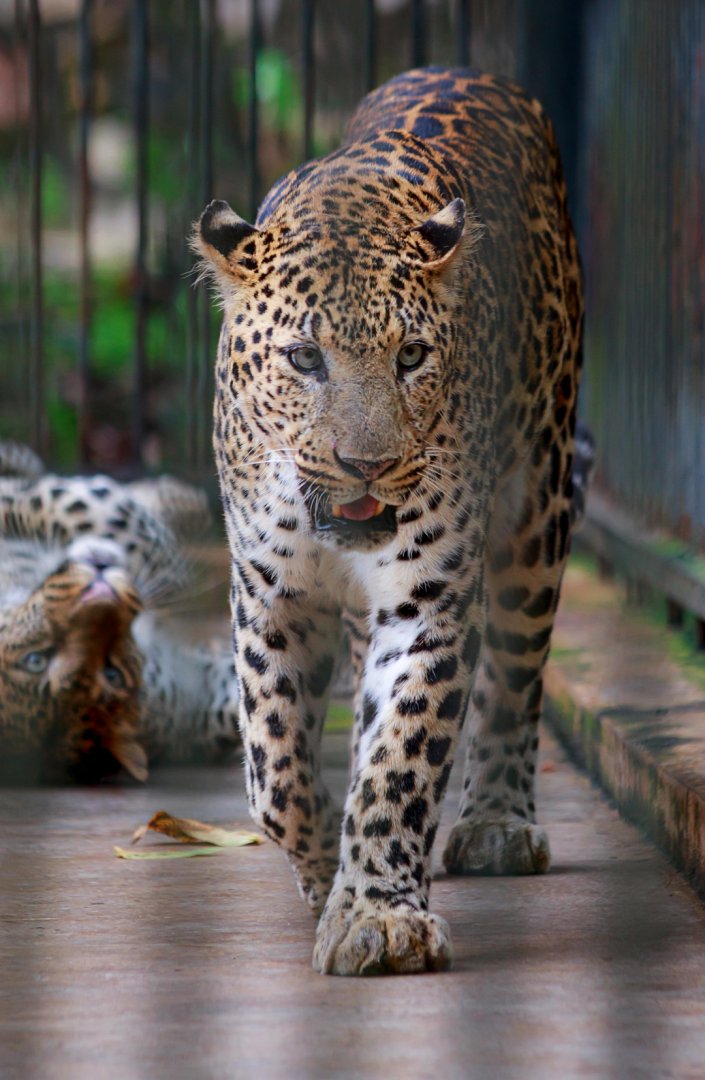 Leopard
