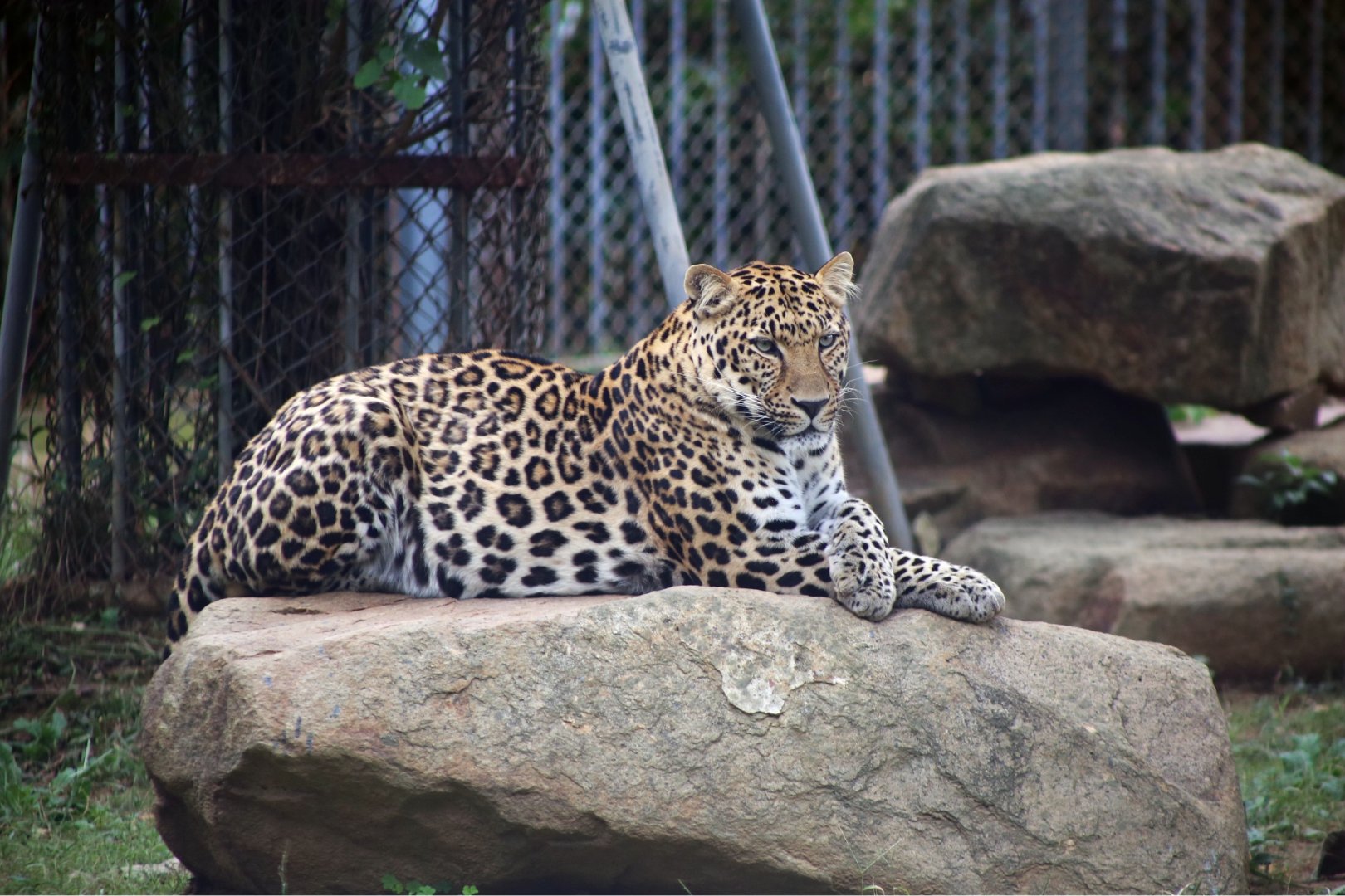 Leopard