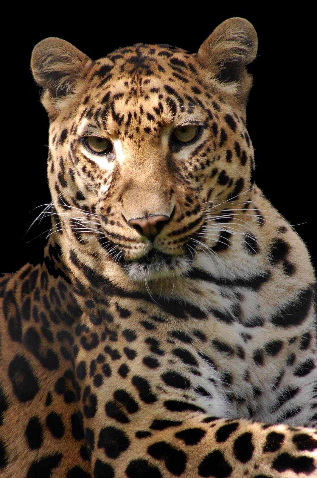Leopard