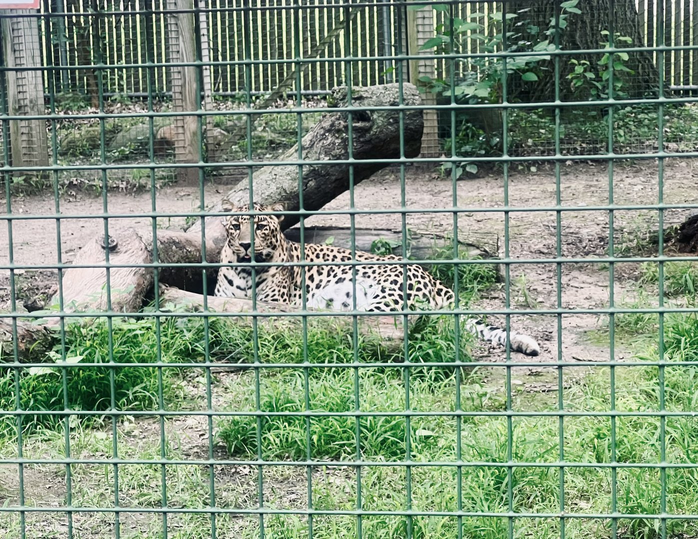 Leopard