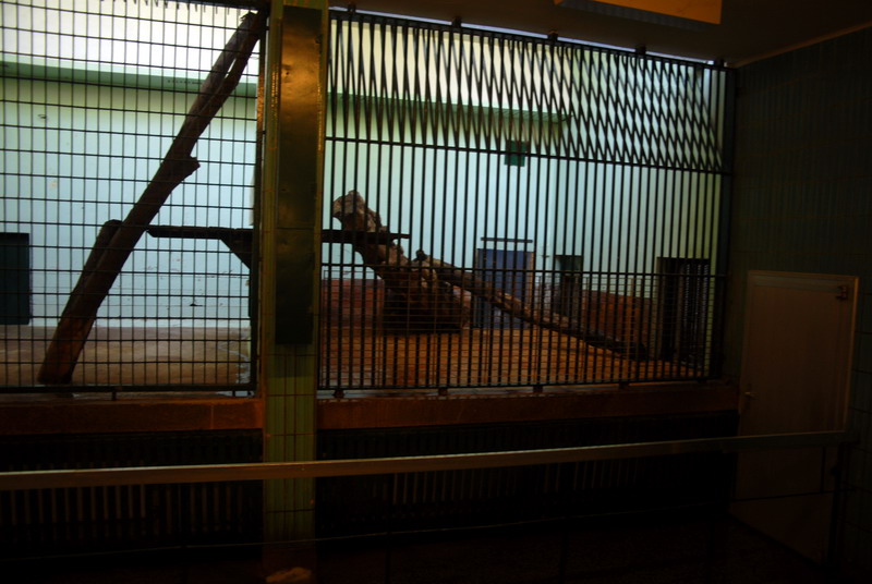 Leopardenclosure at Cottbus