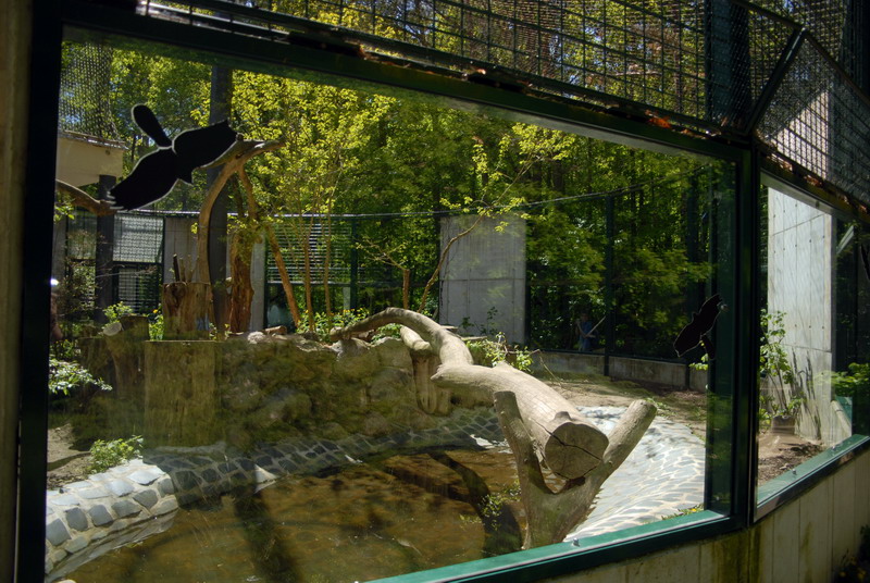 Leopardenclosure at Cottbus