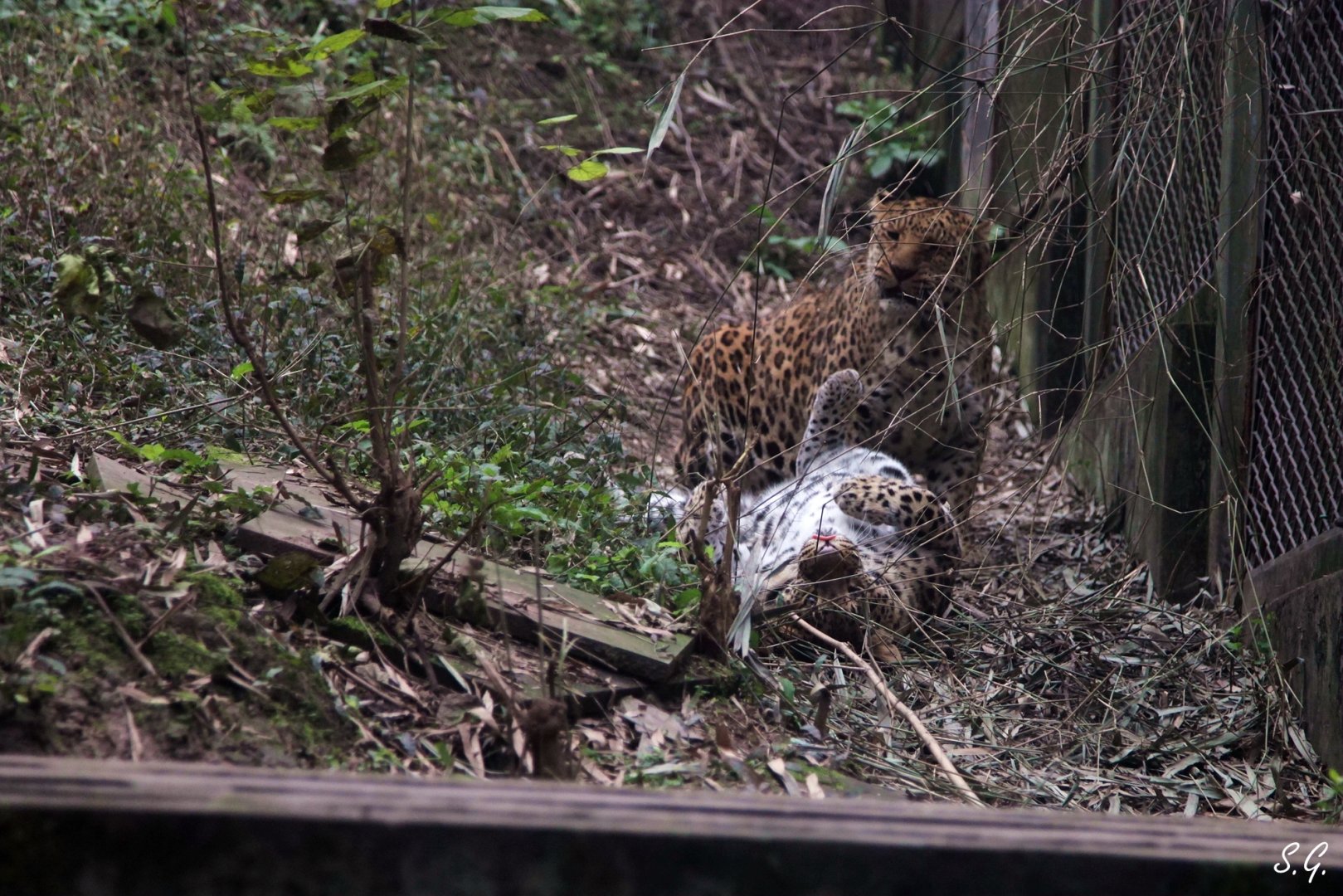 Leopards after copulation