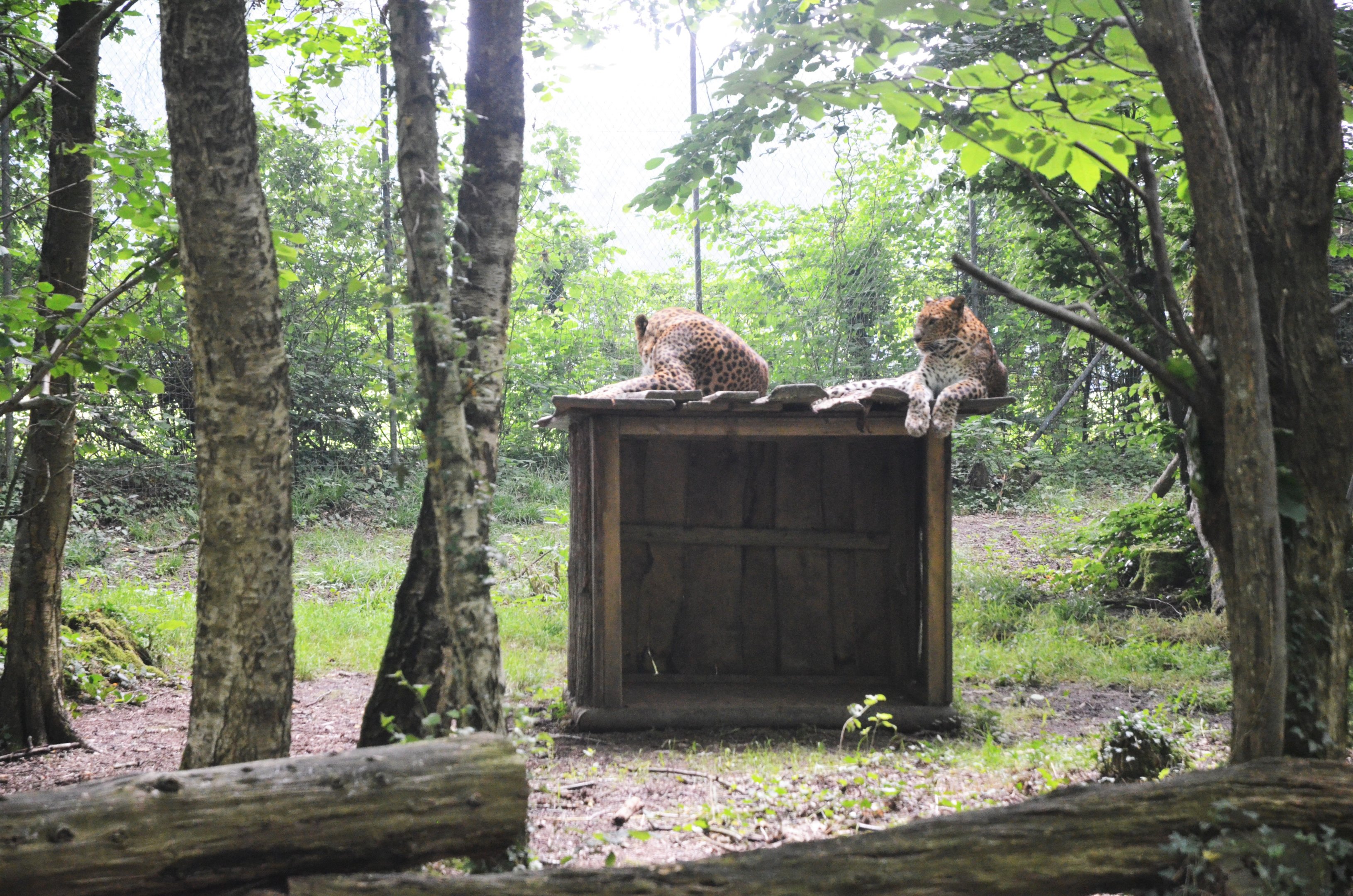 Leopards at CERZA, 10/06/18