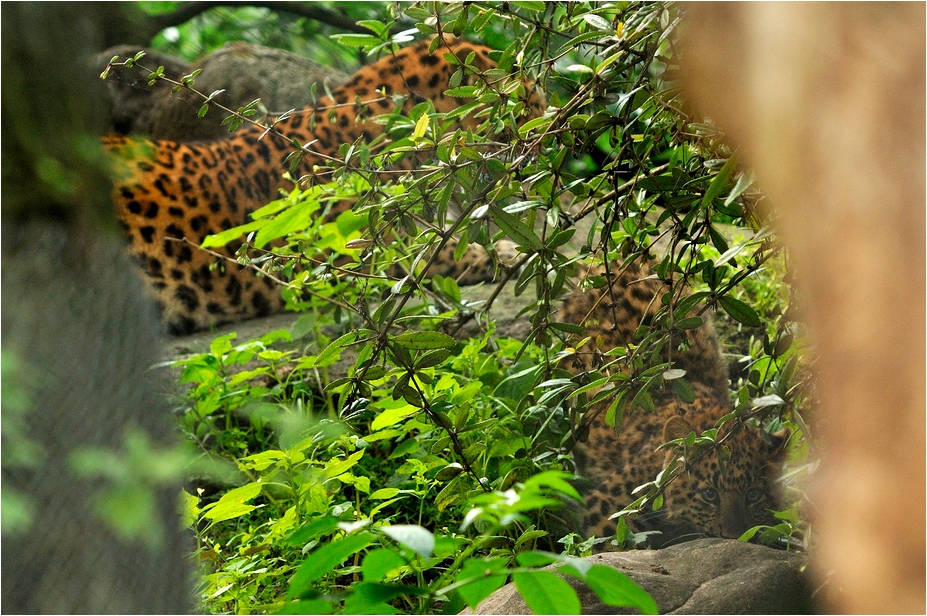 Leopards at Hamburg