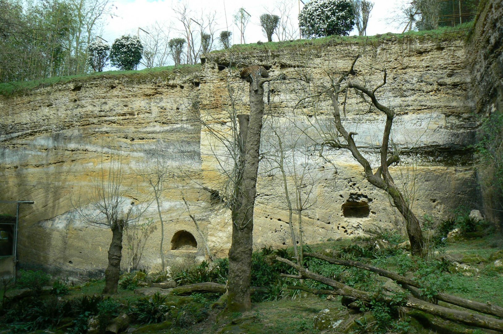 Leopards canyon - Javan leopard enclosure