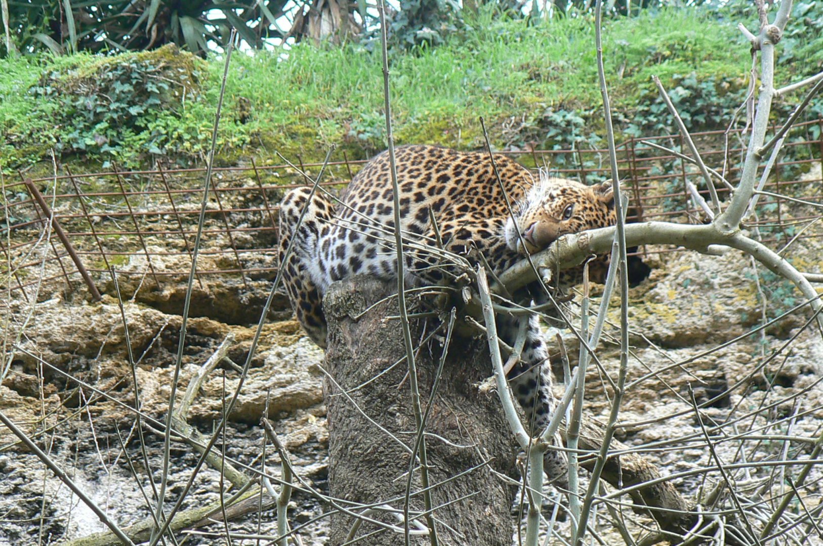 Leopards canyon - Javan leopard enclosure