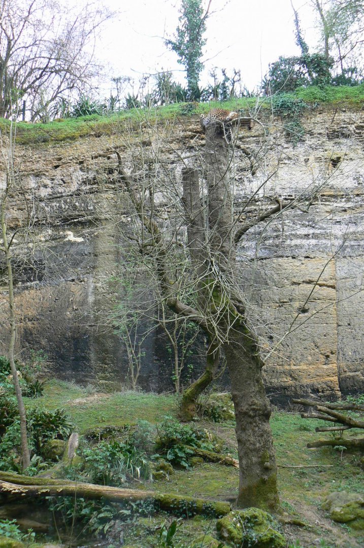Leopards canyon - Javan leopard enclosure