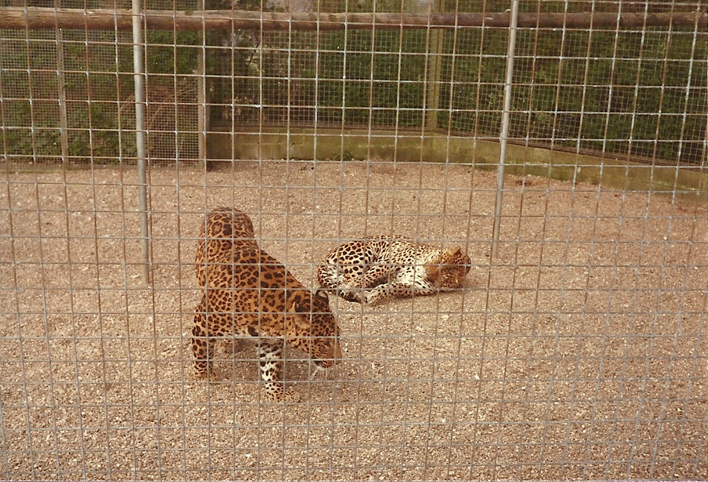 Leopards circa 1981