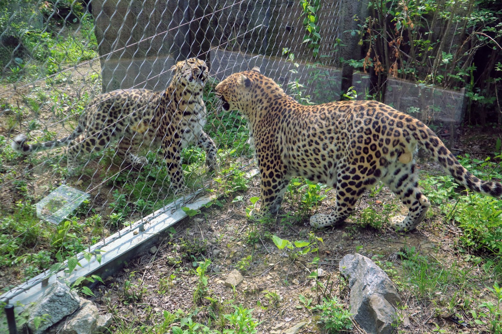 Leopards confronting one another