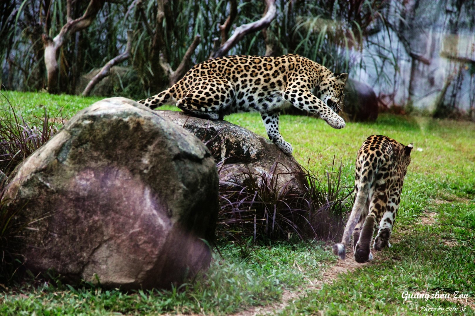 Leopards in play