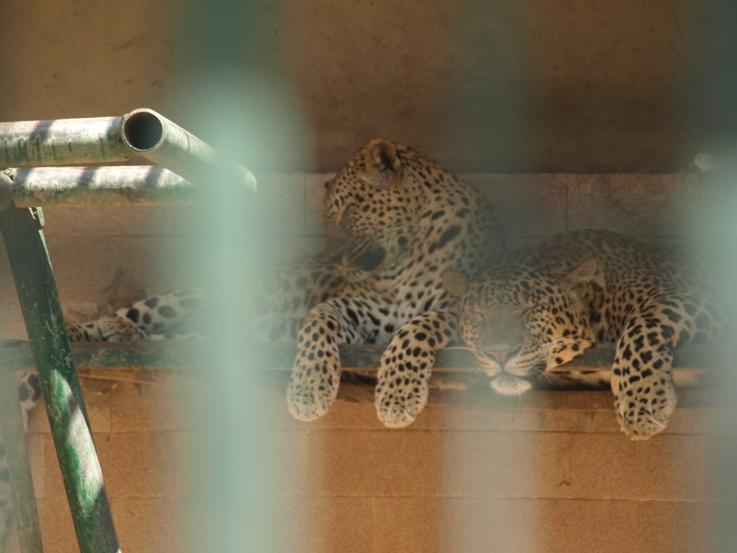 Leopards - Lahore zoo 8/4/2017