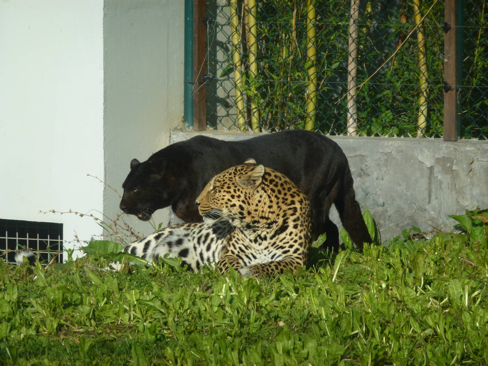 Leopards, November 2013.