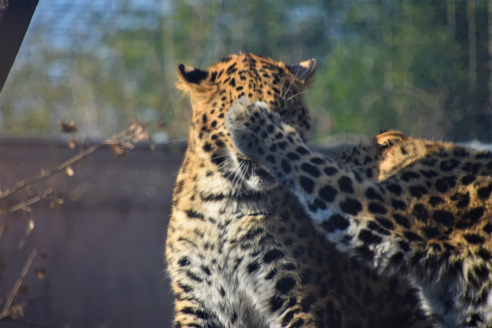 Leopards Playing