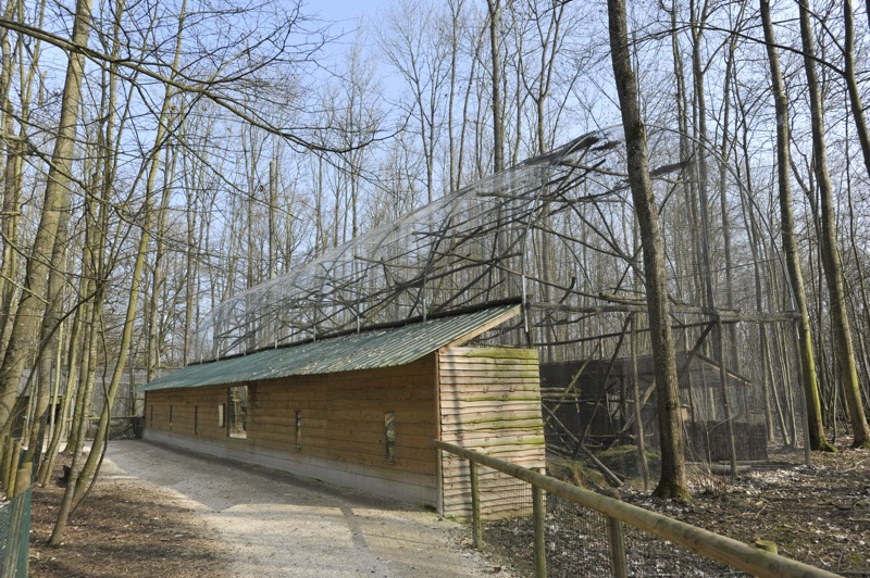 Leopardus pardalis enclosure