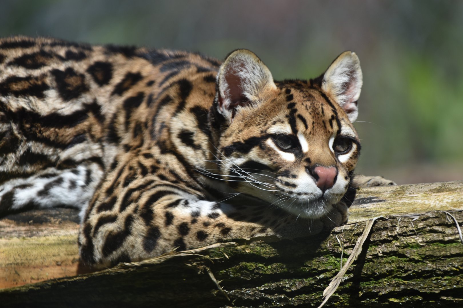 Leopardus pardalis - Ocelot